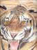 Filename : tiger2ab.jpg
Filesize : 45KB
Dimensions : 600x825
Date added : Dec 29, 2005 tiger2ab.jpg