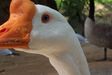 Filename : eyetoeye.jpg
Filesize : 38KB
Dimensions : 508x339
Date added : Mar 16, 2006 eyetoeye.jpg