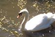 Filename : swan1.jpg
Filesize : 58KB
Dimensions : 508x339
Date added : Mar 16, 2006 swan1.jpg