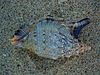 Filename : beachshell.jpg
Filesize : 153KB
Dimensions : 500x375
Date added : Feb 28, 2007 beachshell.jpg