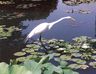 Filename : greategret.jpg
Filesize : 30KB
Dimensions : 332x257
Date added : Jun 24, 2007 greategret.jpg