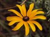 Filename : Blackeye Susan.JPG
Filesize : 30KB
Dimensions : 448x336
Date added : Apr 20, 2010 Blackeye Susan.JPG