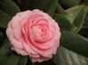 Filename : Camelia 2010.JPG
Filesize : 30KB
Dimensions : 448x336
Date added : Mar 27, 2010 Camelia 2010.JPG