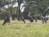 Filename : Greater Adjutant storks.JPG
Filesize : 40KB
Dimensions : 448x336
Date added : Apr 20, 2010 Greater Adjutant storks.JPG