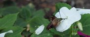 Filename : weird bee.JPG
Filesize : 49KB
Dimensions : 1024x420
Date added : Sep 26, 2010 weird bee.JPG