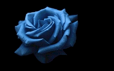 rosa azul